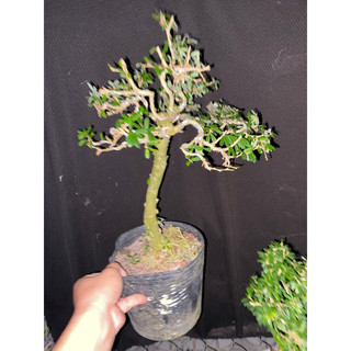 linh sam 86 cao 35cm