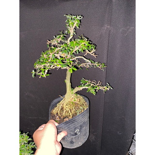linh sam 86 cao 35cm