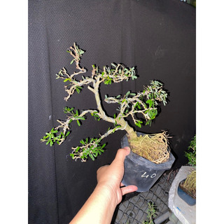linh sam 86 cao 35cm
