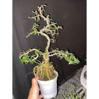 linh sam 86 cao 35cm