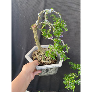 linh sam 86 cao 35cm