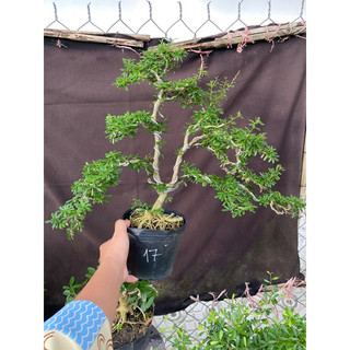 linh sam 86 cao 35cm