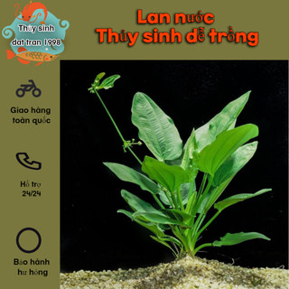 1 Cây lan nước thủy sinh - Cây thủy sinh dễ trồng không cần cO2