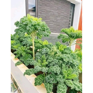 Cây giống cải xoăn kale xanh Mỹ chỉ ship miền Bắc không ship miền nam