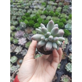Sen đá baby finger