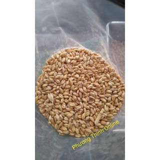 1Kg Lúa mì cho gia cầm