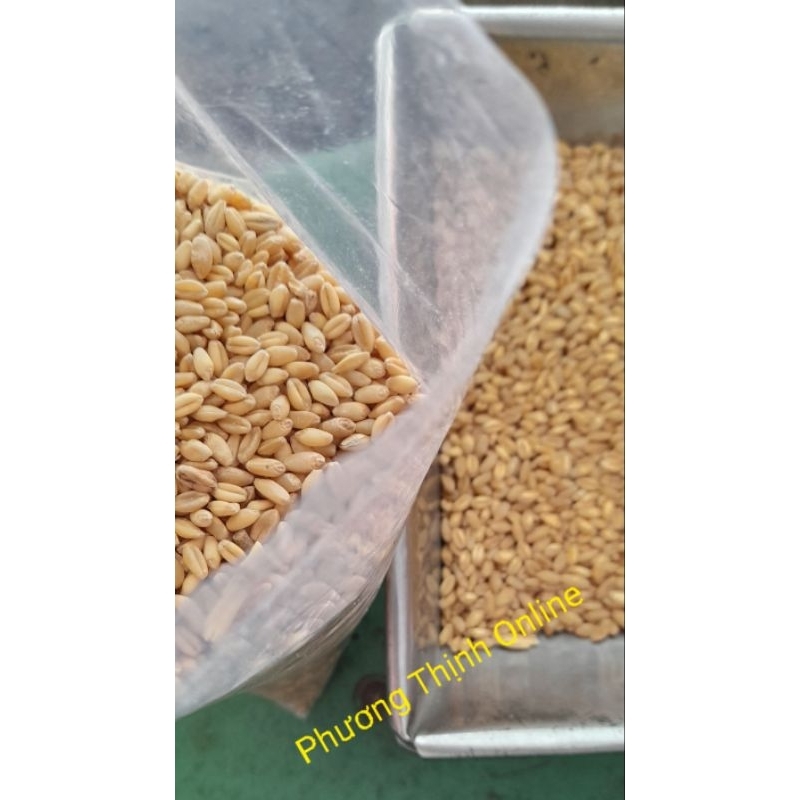 1Kg Lúa mì cho gia cầm