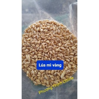 1Kg Lúa mì cho gia cầm