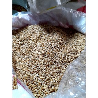 1Kg Lúa mì cho gia cầm