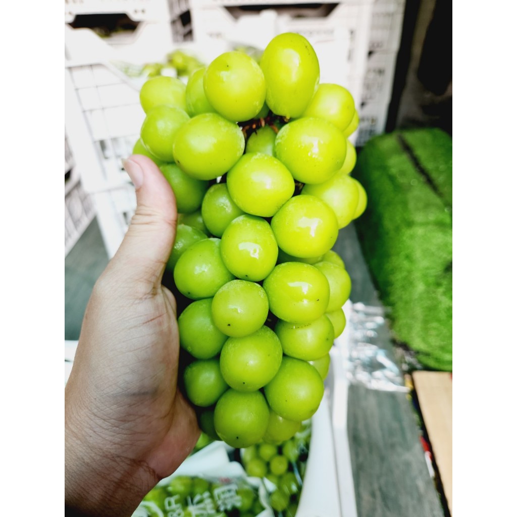 1 chùm nho mẫu đơn cuối mùa dao động từ 600-800kg