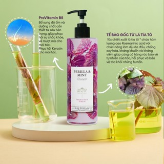 Dầu Gội SHSO Beauty Phyto Biotic Tía Tô & Bạc Hà Chăm Sóc Tóc Bồng Bềnh, Chắc Khỏe, Kích Thích Mọc Tóc - NPC PHAR