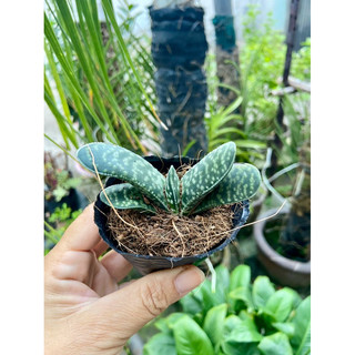 Sen mỏ vịt nhỏ