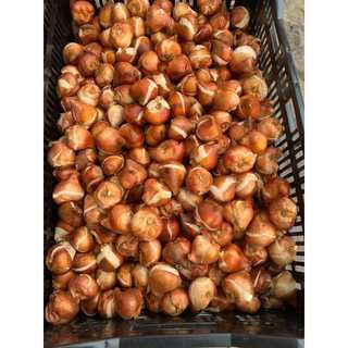 Sỉ 100 củ hoa tulip hà lan chuẩn giống janvedit, được chọn màu
