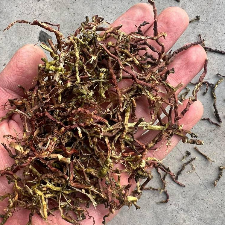 1kg cây sơn mật  - anantaybac