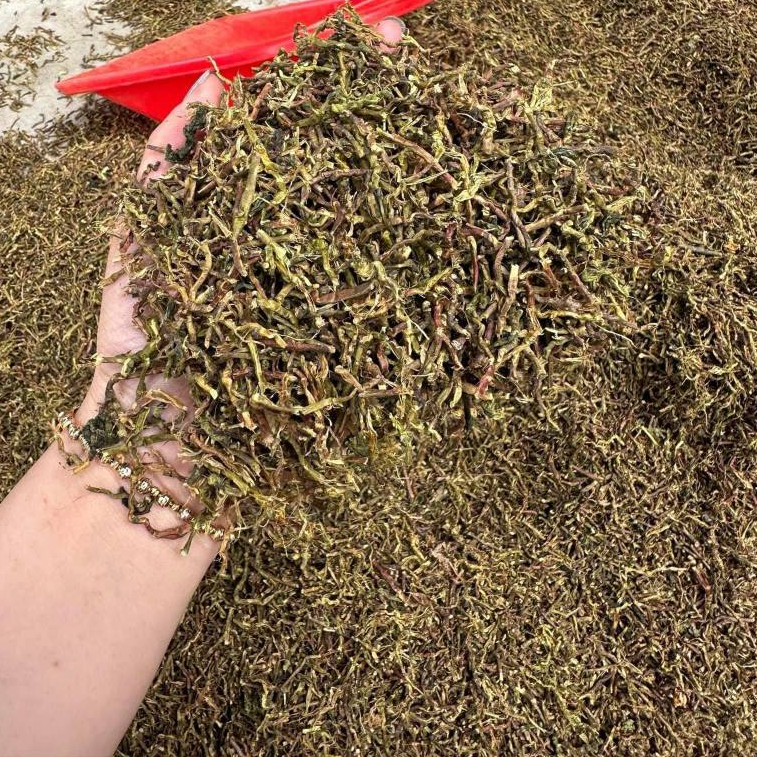 1kg cây sơn mật  - anantaybac