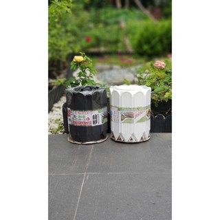  Hàng rào nhựa cao 22cm dài 3 met Daim dùng phân luống vườn trồng cây 