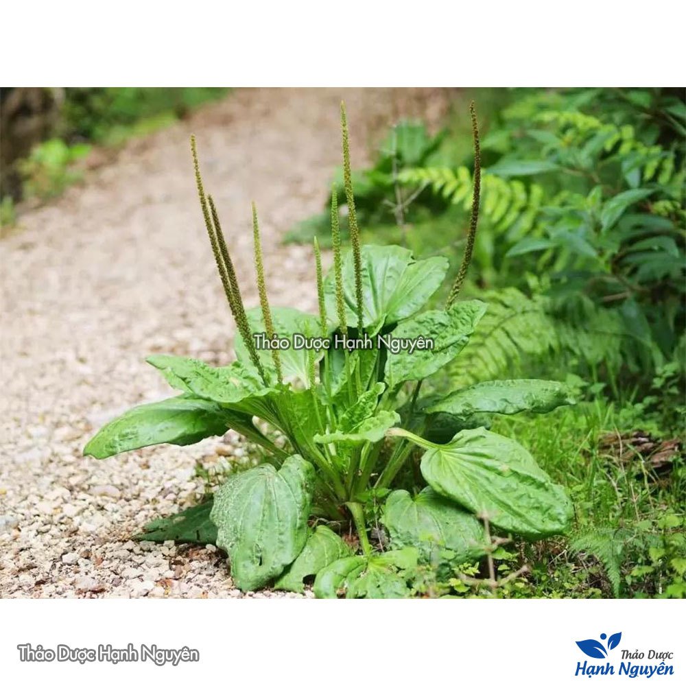 Bông mã đề khô 100g, hàng loại 1, bông sạch, thơm, ko lẫn lá - Thảo Dược Hạnh Nguyên