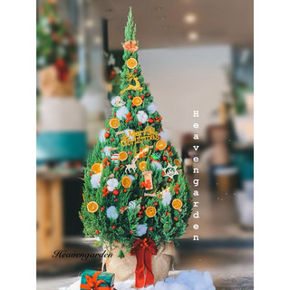 Cây sơn tùng trang trí noel 1m4