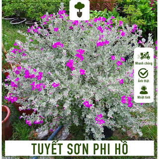 Cây tuyết sơn phi hồ - cây cao 50-60 cm - cây trang trí ngoại thất - hoa nở rực rỡ