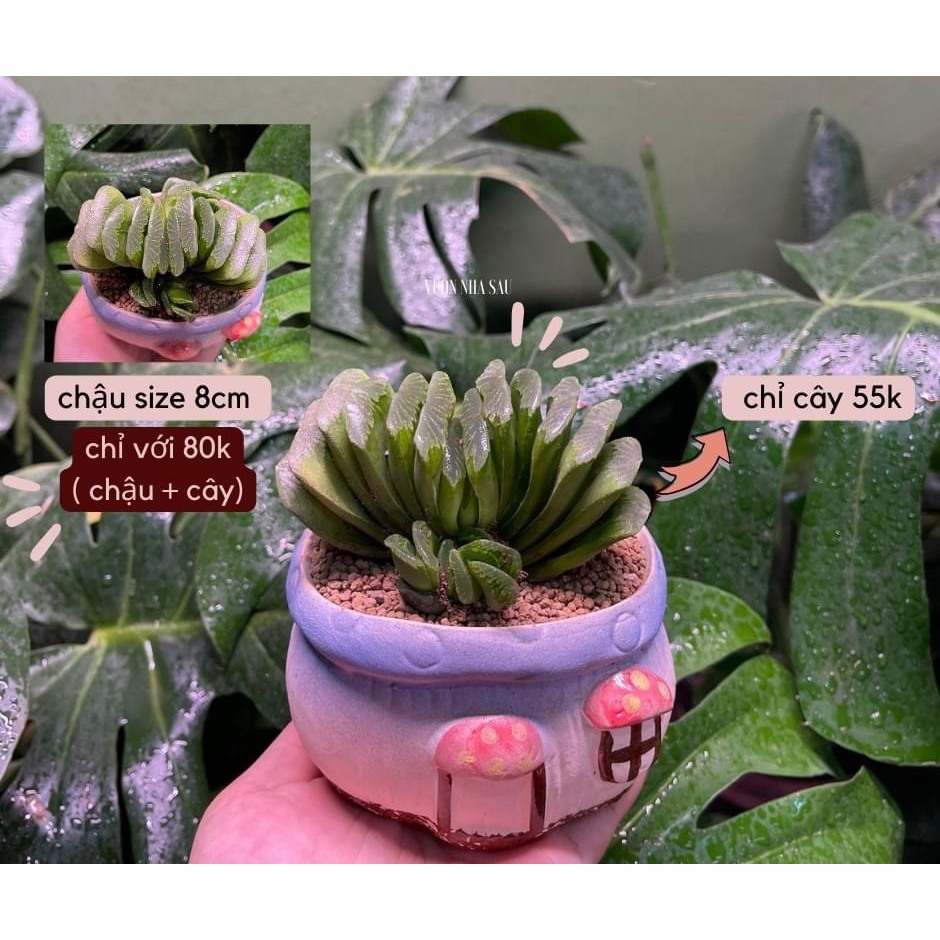 BỤI HAWORTHIA NHIỀU LOẠI GIÁ CỰC RẺ - VƯỜN NHÀ SÂU