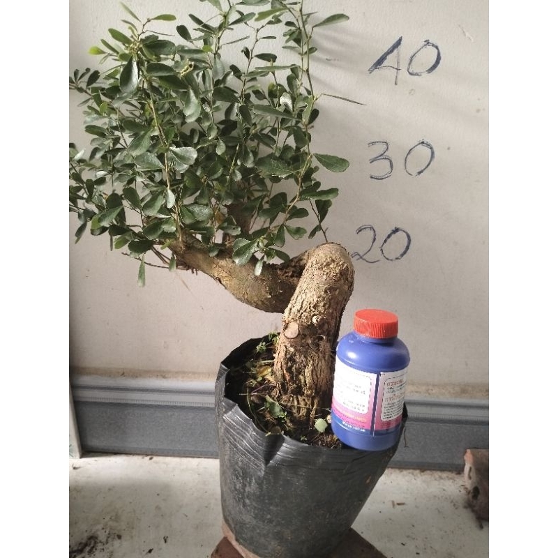 Linh sam siêu bông, siêu thơm và siêu dễ trồng, giao cây có hoa hoặc không hoa