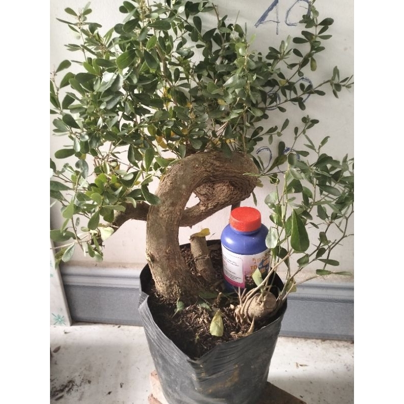 Linh sam siêu bông, siêu thơm và siêu dễ trồng, giao cây có hoa hoặc không hoa