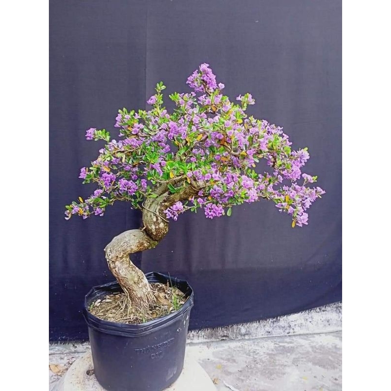 Linh sam siêu bông, siêu thơm và siêu dễ trồng, giao cây có hoa hoặc không hoa