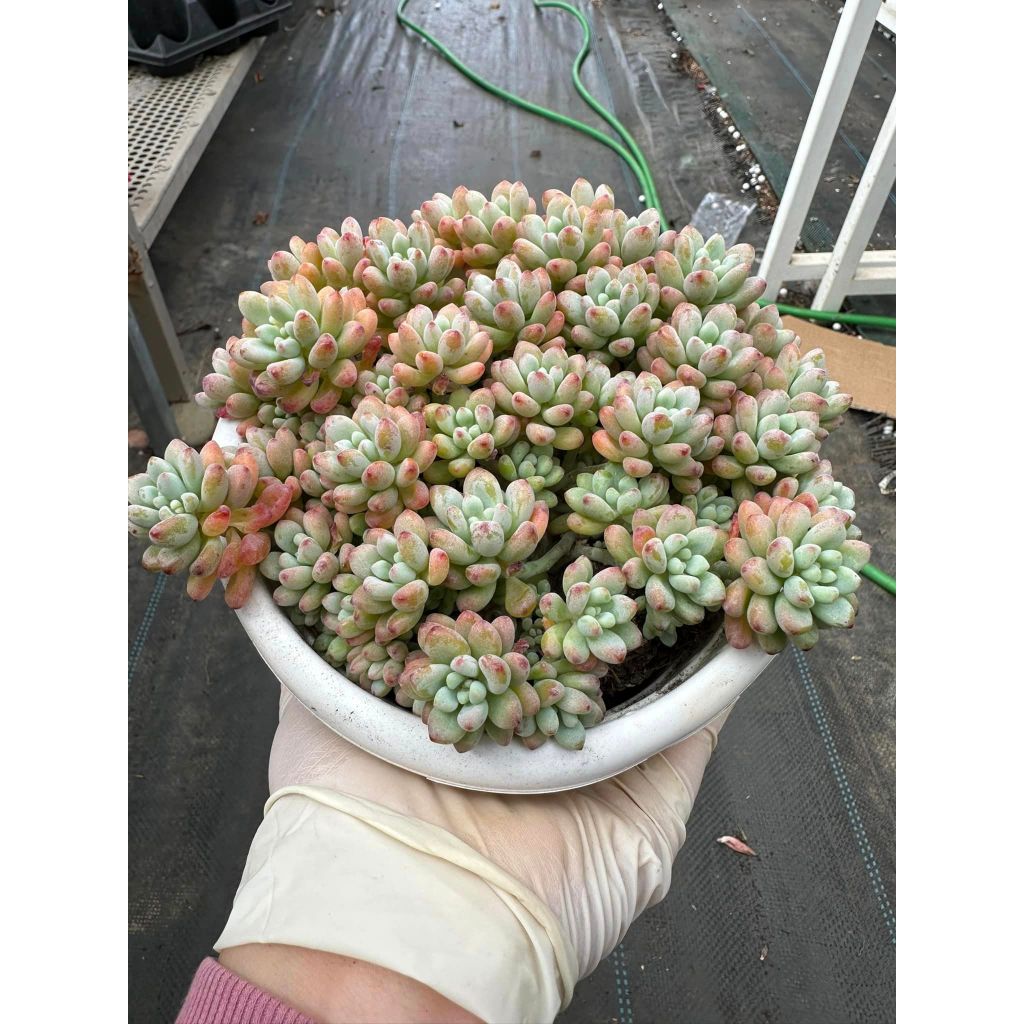 Sen đá sedum comic thơm phức