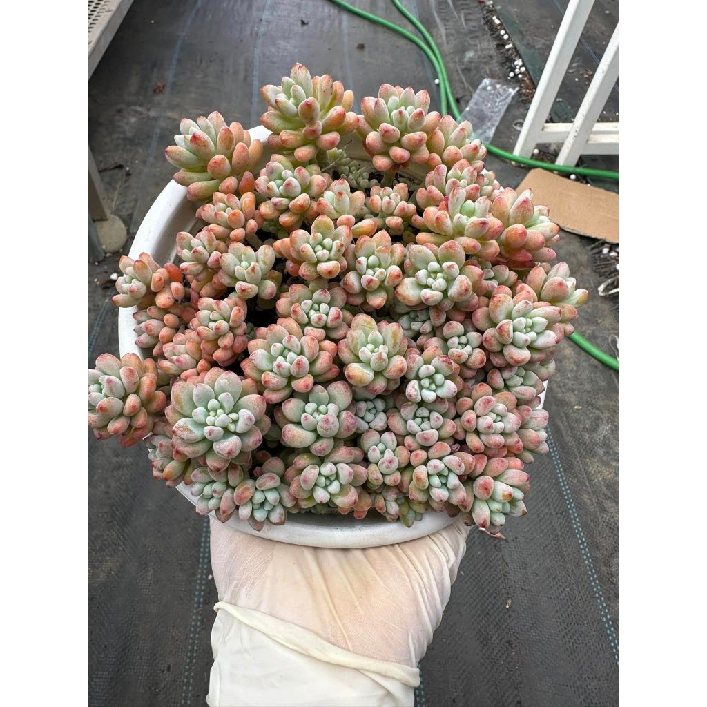 Sen đá sedum comic thơm phức