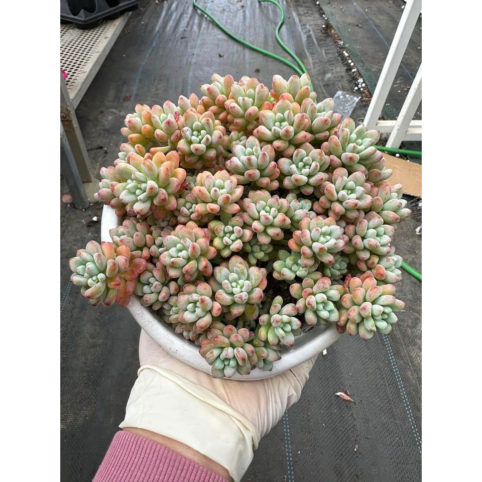 Sen đá sedum comic thơm phức