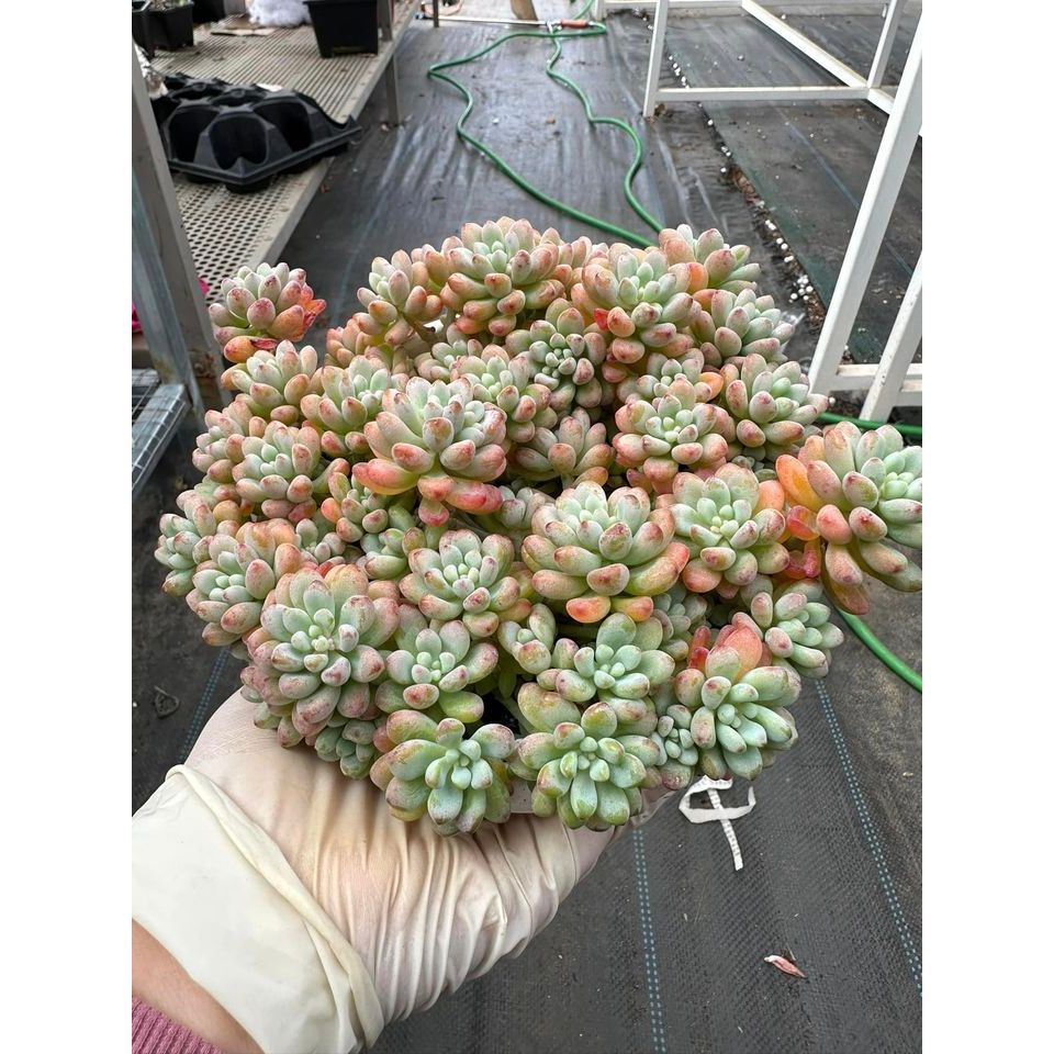 Sen đá sedum comic thơm phức