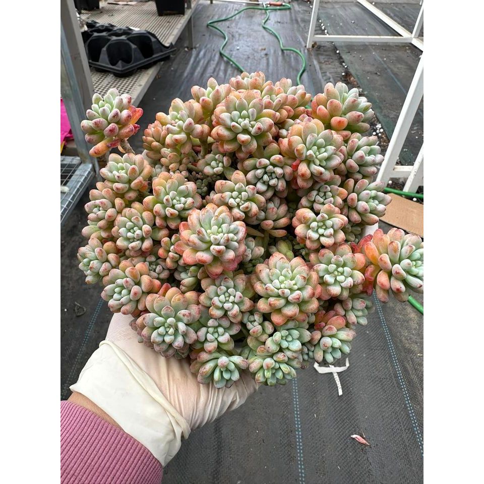 Sen đá sedum comic thơm phức