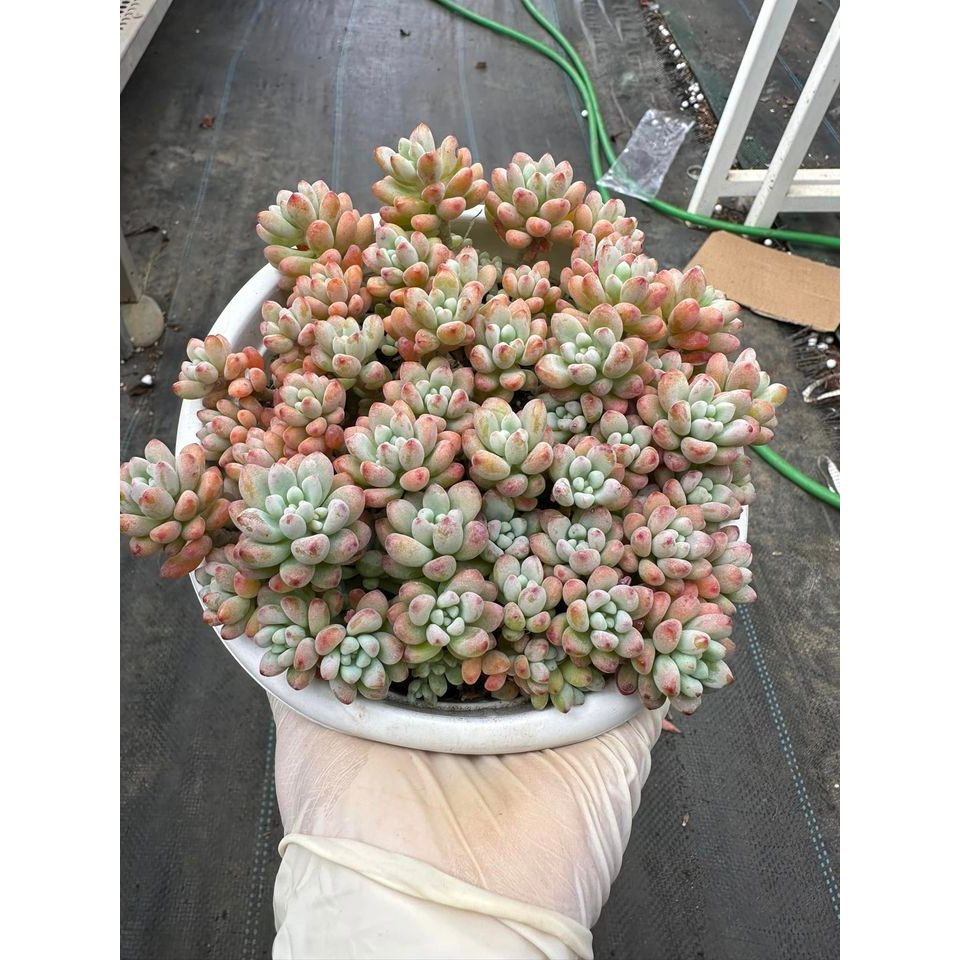 Sen đá sedum comic thơm phức