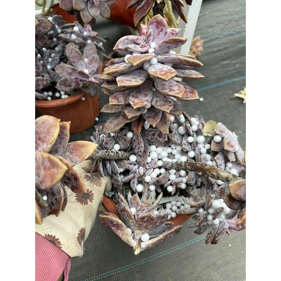 Sen đá hồng dĩa