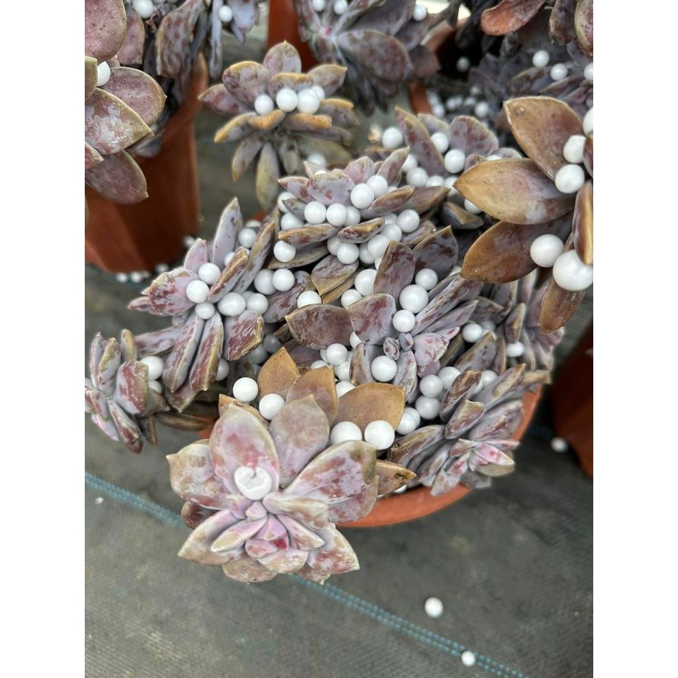 Sen đá hồng dĩa