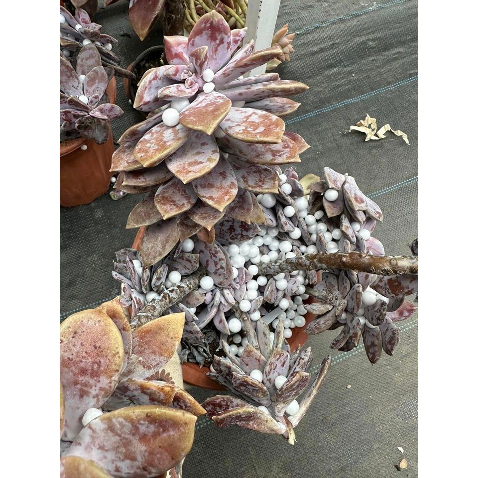 Sen đá hồng dĩa