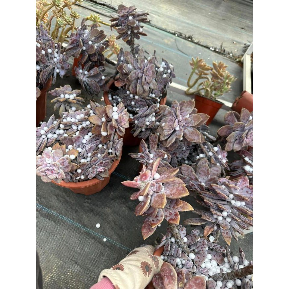 Sen đá hồng dĩa