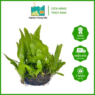 Cây thủy sinh Dương Xỉ JAVA - Cây thủy sinh dễ sống