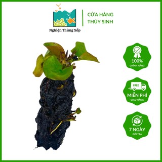 Cây Súng Thái Đỏ - Củ Súng Thái đỏ thủy sinh