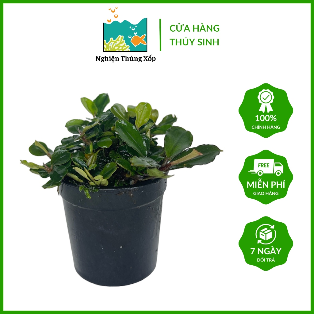 Cây thủy sinh Bucep Tím(giao ngẫu nhiên) - Cây thủy sinh dễ sống