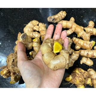 CỦ MAI GANG