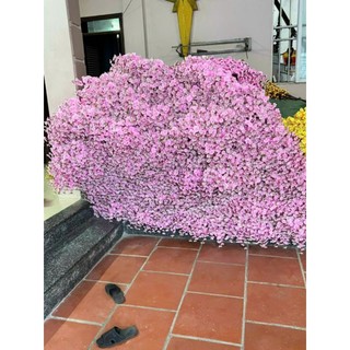 Cành hoa anh đào