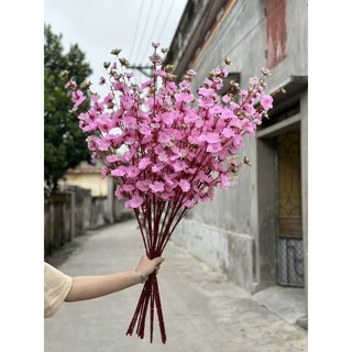 Cành hoa anh đào