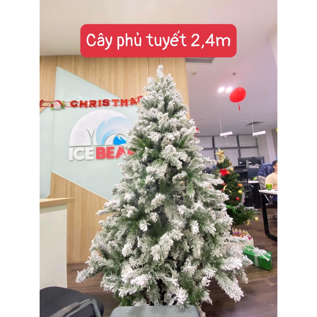 CÂY THÔNG PHỦ TUYẾT,CÂY THÔNG XANH HÀNG VIỆT NAM LOẠI 1