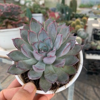 Sen Đá size trung các loại, 8cm, Cây già khỏe