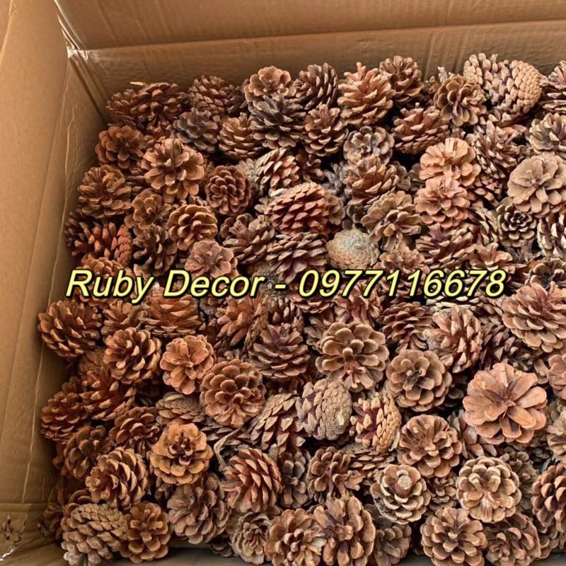 Quả thông khô trang trí Noel 2024