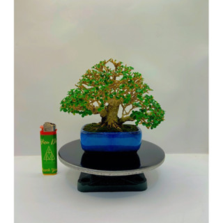 Bàn xoay bonsai cây cảnh mini mặt sắt 15cm tải 200kg.15D