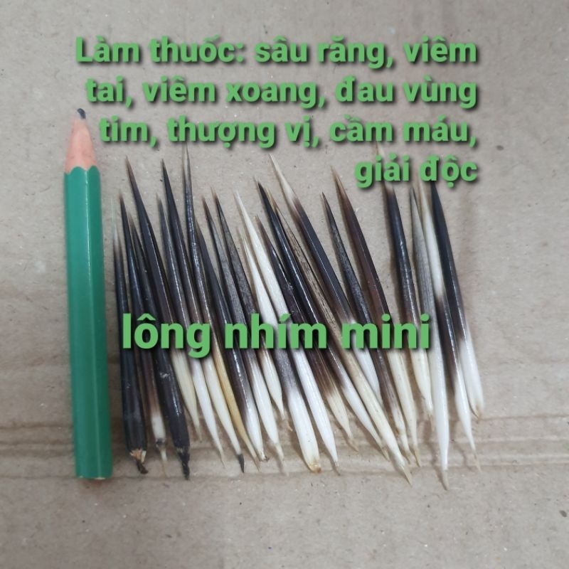 1 Lông Nhím nhỏ 4-6cm làm Thuôc viêm tai, sâu răng, viêm xoang,....