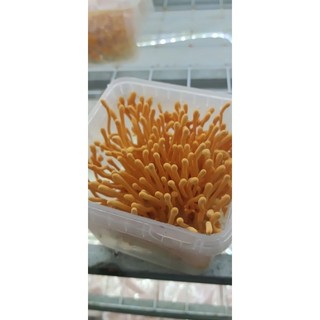 10 hộp Đông trùng hạ thảo C3