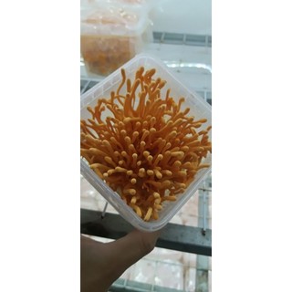10 hộp Đông trùng hạ thảo C3